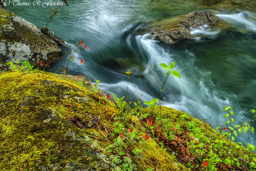 'Columbine and Moss along Back Fork'
#BackFork #ElkRiver #AlmostHeaven #WestVirginia #Highlands #ThePhotoHour
