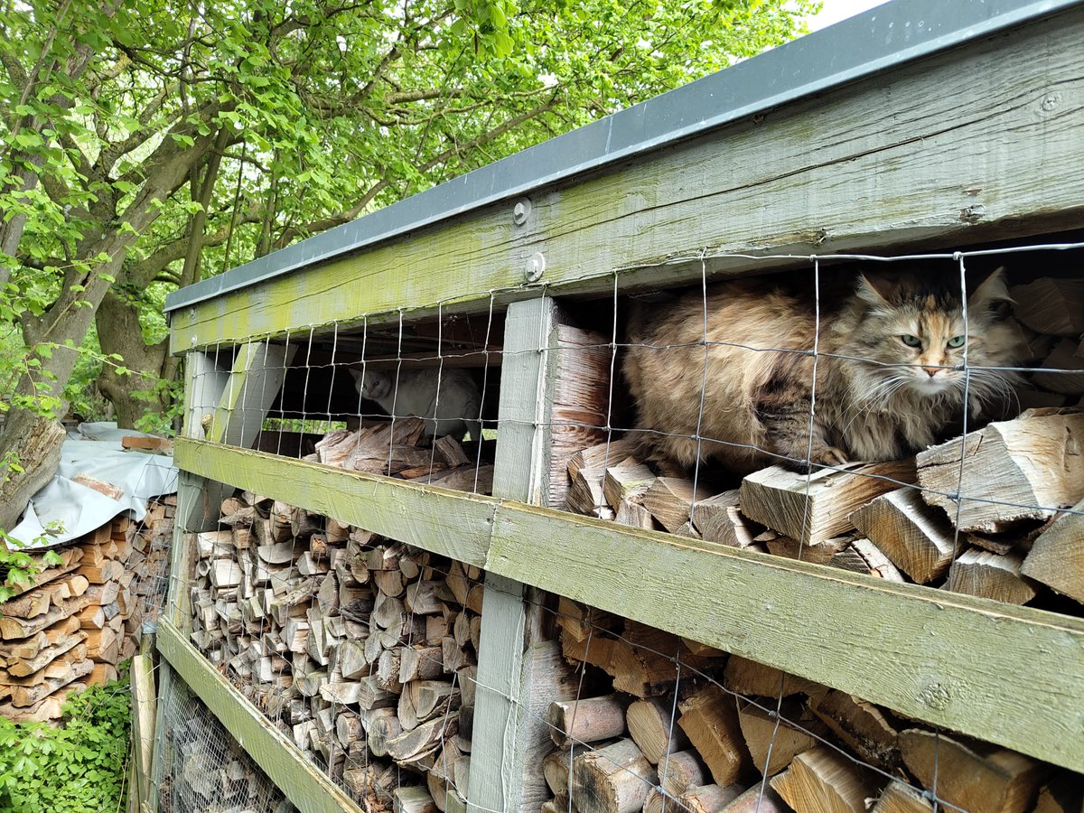 #PostcardFromGrandma Grandma: Send help! My neighbor Lucy and I are in jail without any food! We could do with some hampers... 😋😹 #Hedgewatch #CatsOfTwitter