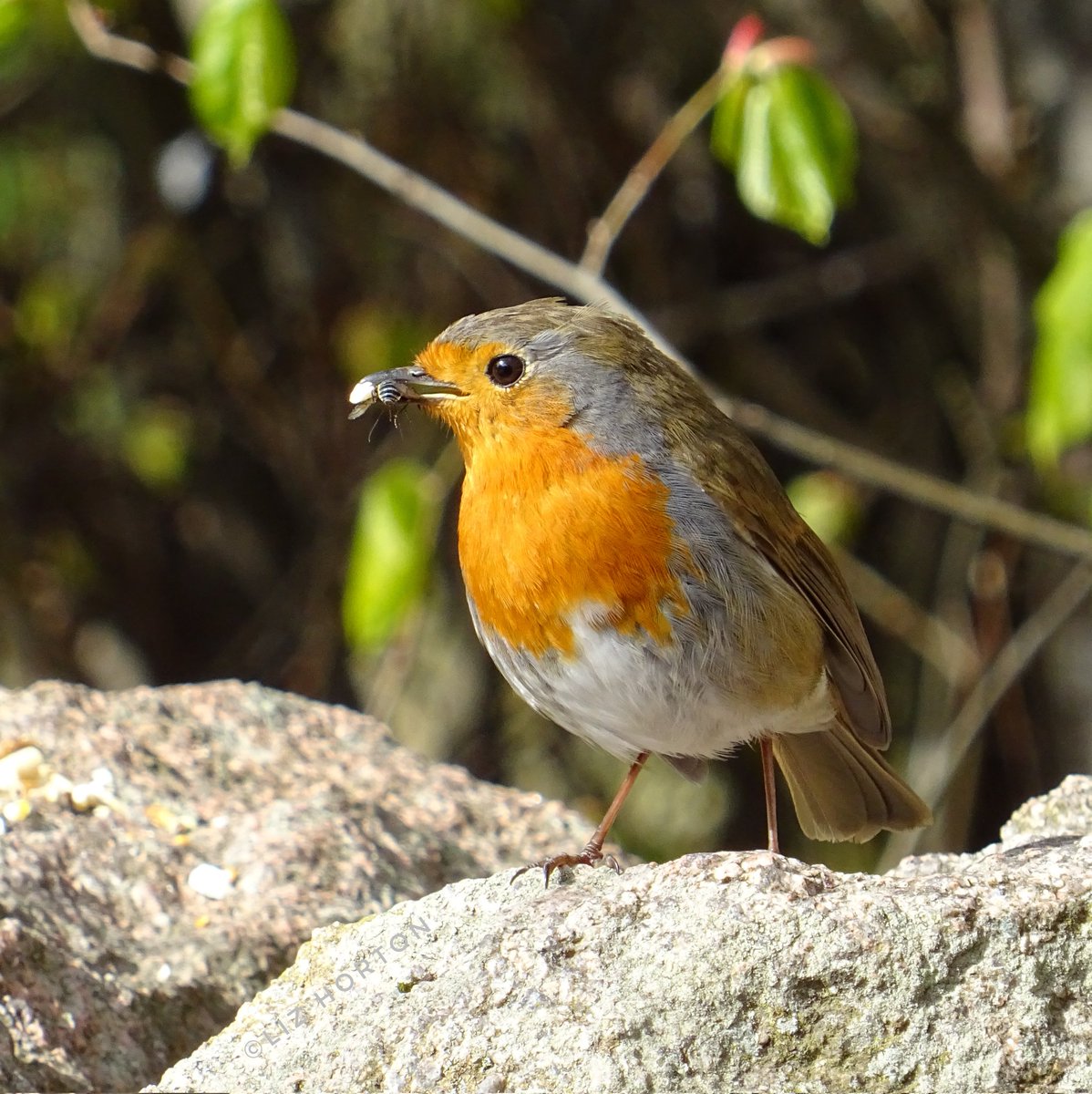 Gentle, sweet #Robin..
'Nothing is so strong as gentleness, nothing so gentle as real strength.'
Goethe #quote
#thoughtoftheday
Hope your day is tranquil..🙂
#nature #wildlife #birds #photograghy
#birdwatching #birdphotography
#BirdTwitter #birdtonic 
#art #naturelovers .. 🌱🧡🕊