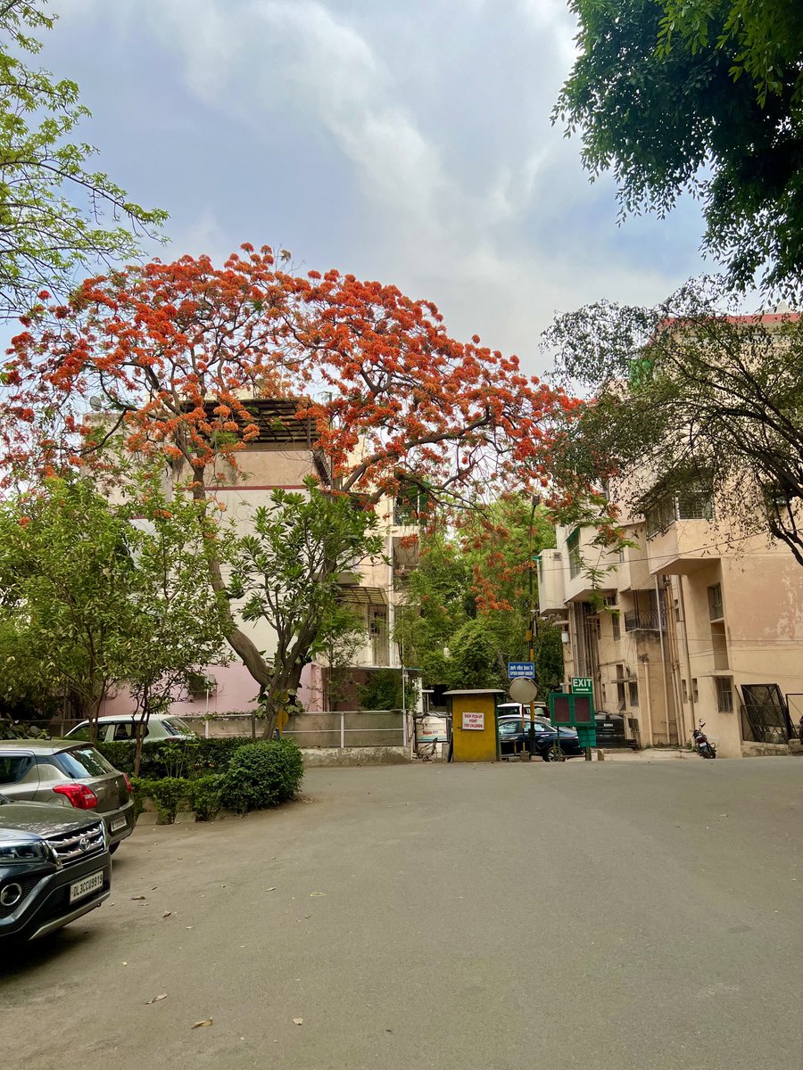 Gulmohar!! A tree around my home. I click it every year from this same angle. #TwitterNatureCommunity