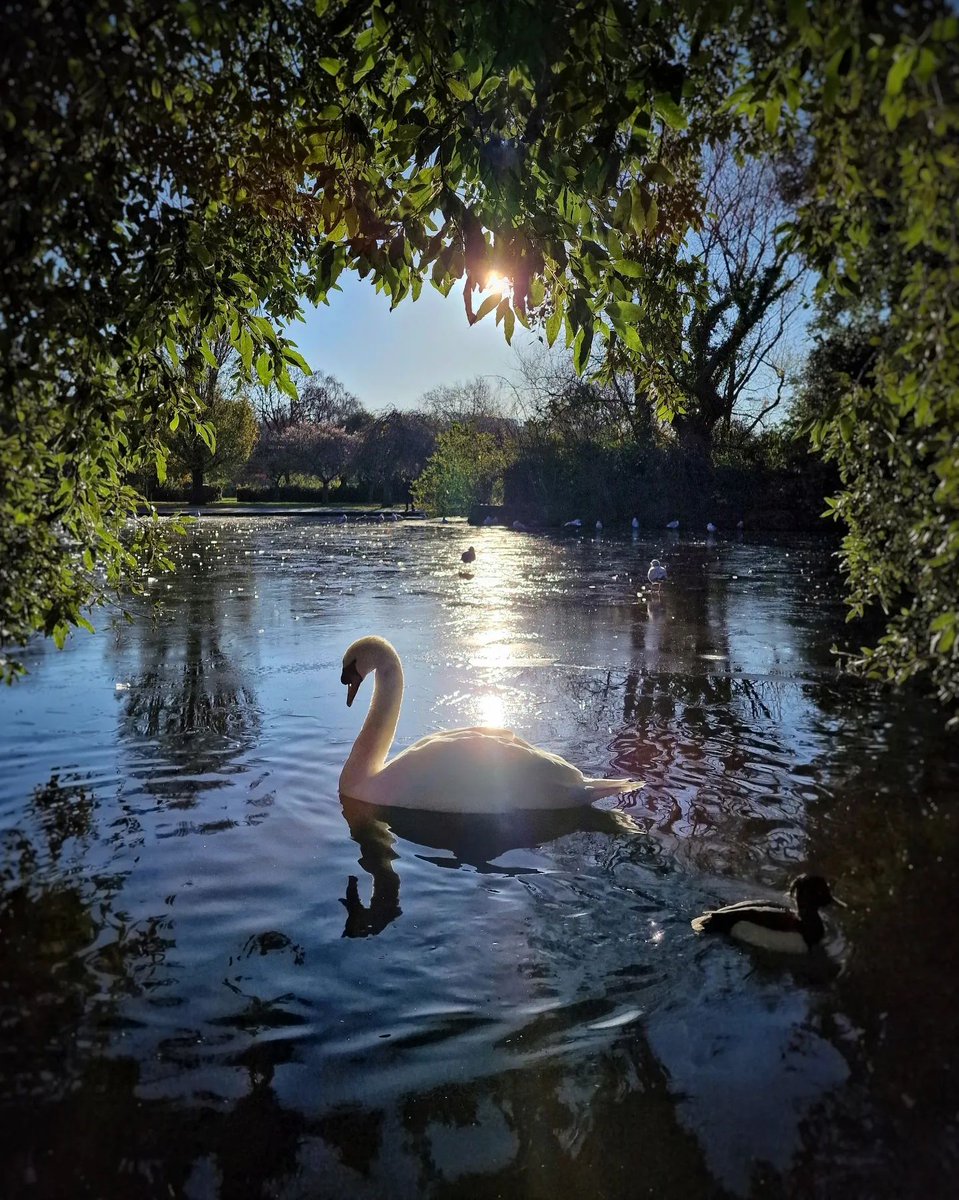 Swans can nearly always be found in the lake in St. Stephen's Green!🦢

📍St. Stephen's Green, County Dublin
📸instagram.com/shotsbywhatser…

 #Swans #StStephensGreen #CountyDublin #NaturePhotography #FillYourHeartWithIreland