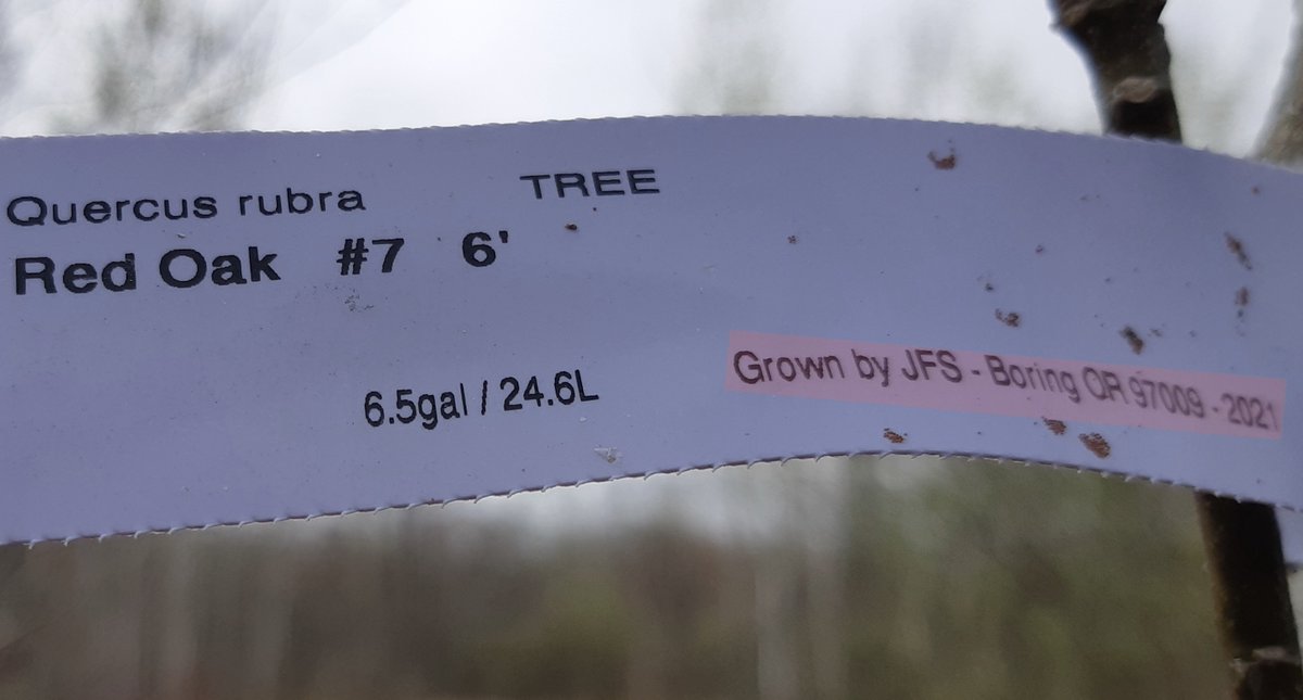 Cet arbre a été produit en Oregon! Comment se fait-il que nous ne soyons pas capable de produire un chêne rouge dans notre région?