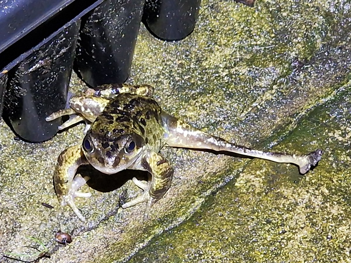 This guy is a survivor. Not sure what happened to his leg but he's been around in the garden for a couple of years so it's not bothering him too much. @froglifers