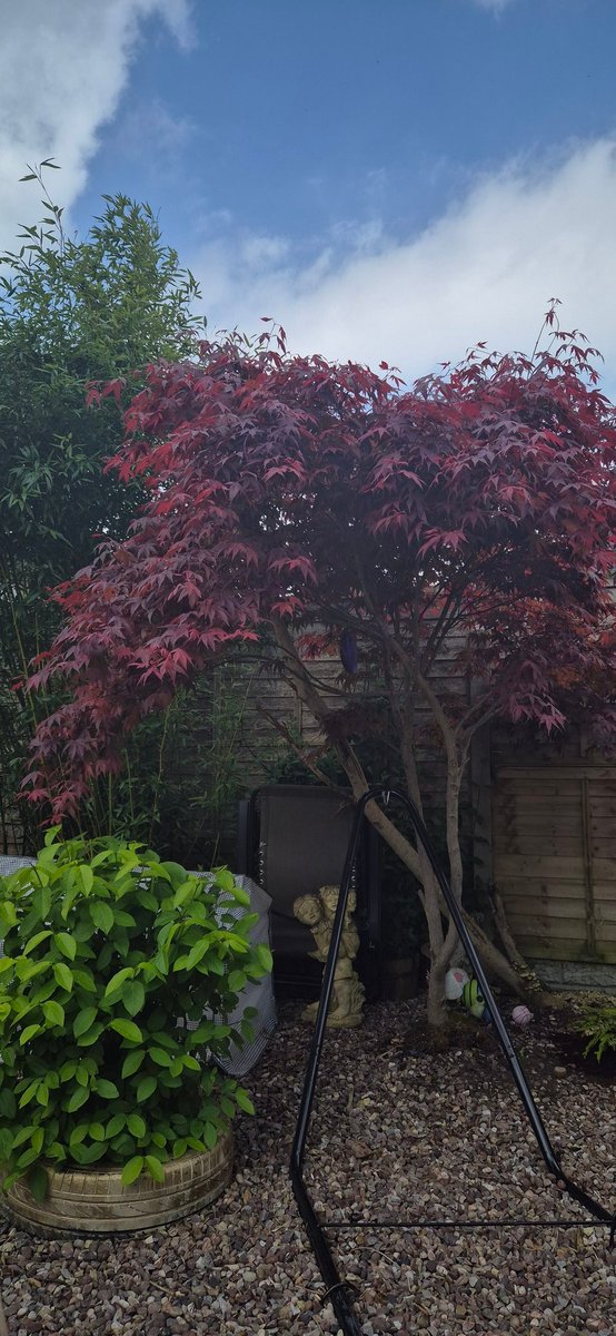 Brought this red acer 10 years ago...looks so so nice