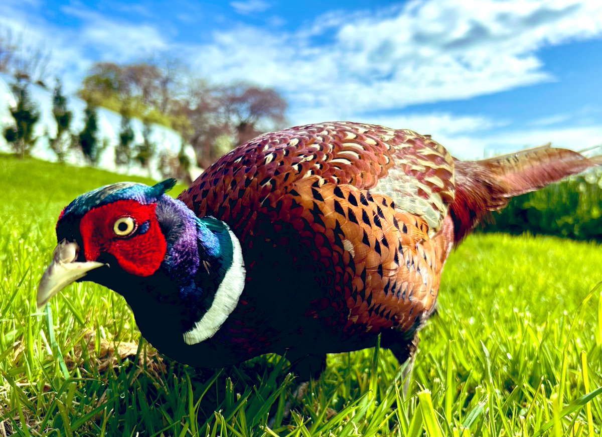 Friendly pheasant came to say hello in Jock Tamson’s Gairden #Edinburgh #BirdsOfTwitter #wednesdaythought #garden #hello