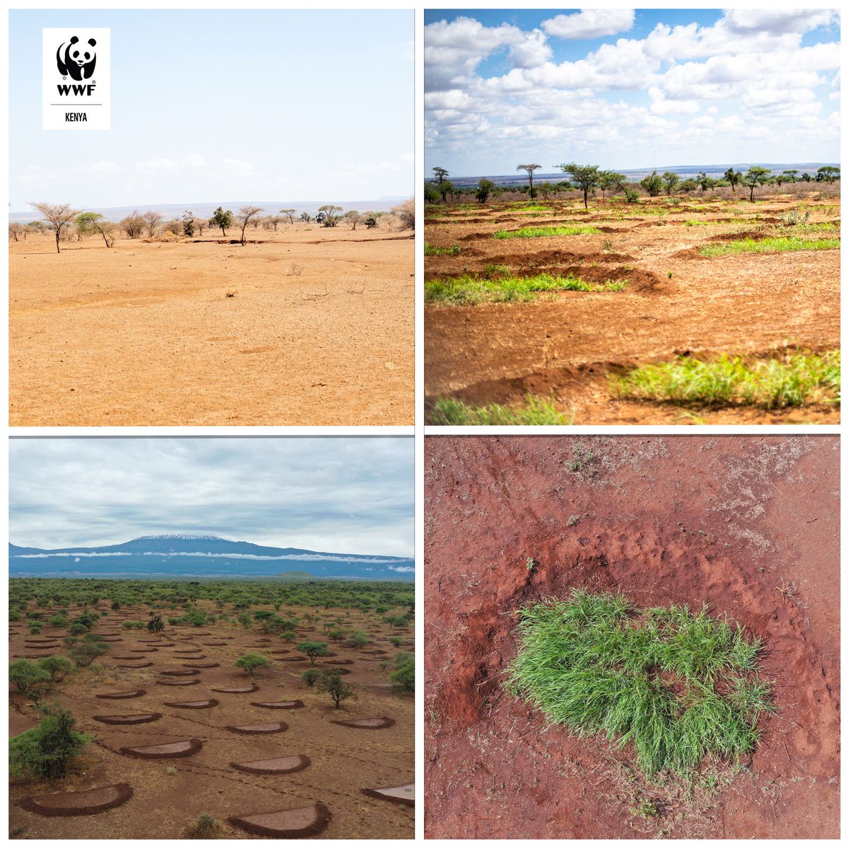 'We dig earth smiles to stop soil erosion and plant grass in the soil walls to enhance the health of our land. Through the Amboseli Land Owners Conservation Association (ALOCA), we want to ensure there is enough pasture for our livestock and wildlife, reducing human-wildlife