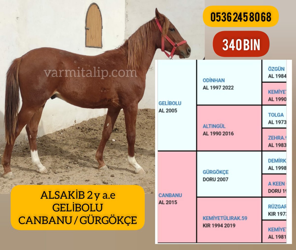 #varmitalip #İdmanda #KoşanAtlar  #TercihliKısraklar #GebeKısraklar #ArapTaylar #İngilizTaylar #Yearling #ArabianHorses #Stallion  05362458068 
@varmitalip varmitalip.com.tr/index.php?rout… @cantinazhakan @inan7602 @AtcilikKtp