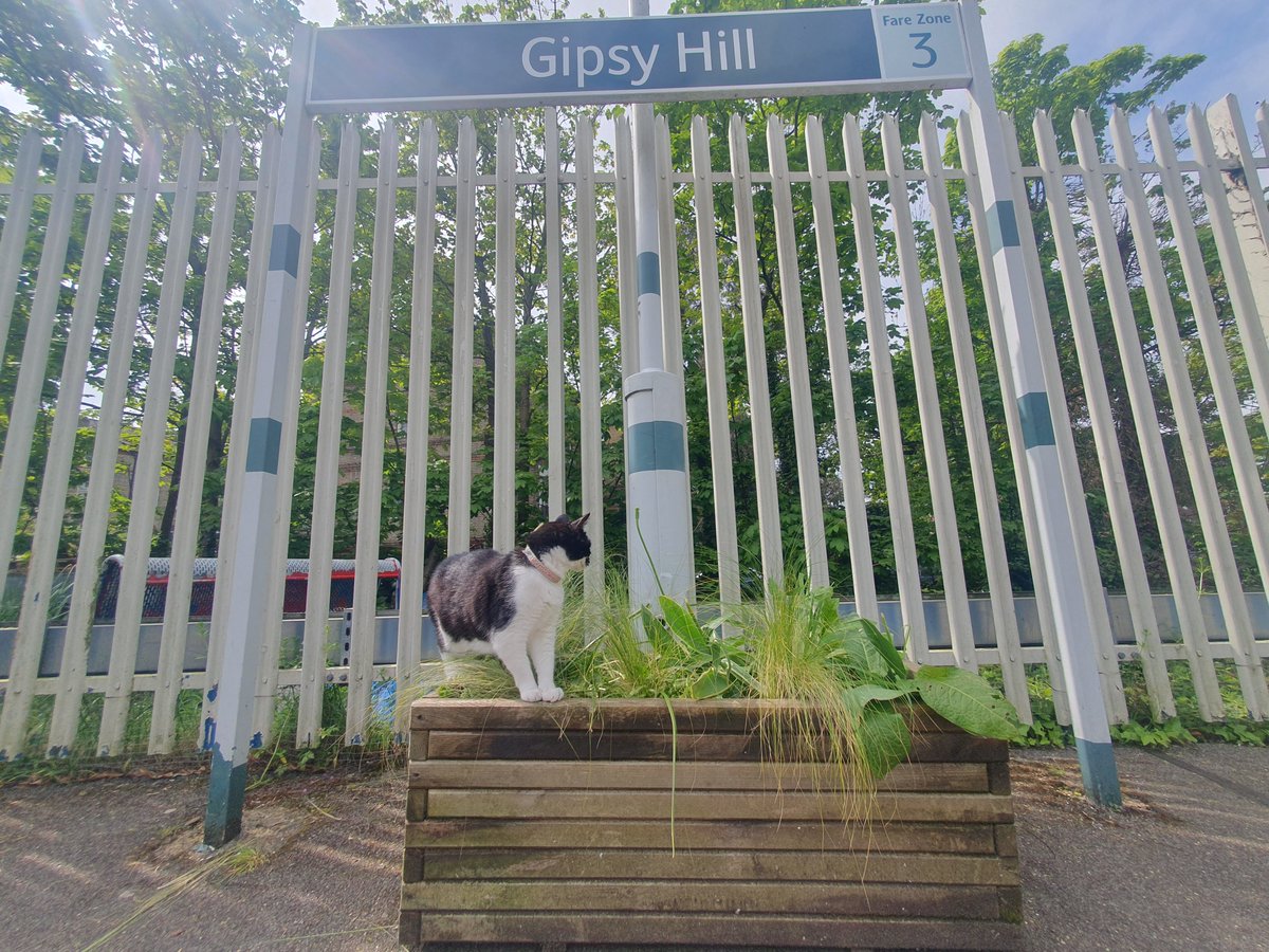 I ♥️ the new green arrivals at Gipsy Hill @SouthernRailUK , your platform planters look perrrrfect 🐾