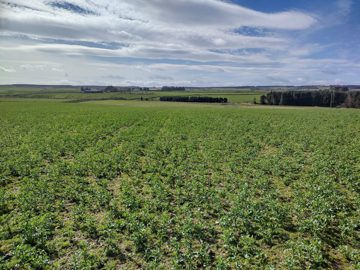 IntercropVALUES's tweet photo. 🔊"There are examples of high-value products grown from #intercrops in Scotland  – Arbikie Distillery, Hodmedods, Norvite / SCOCAN, amongst others. We see opportunities for our co-ops to develop new potential markets" 
▶️https://t.co/f1aiEYnv2n https://t.co/6nr5ViVkcz