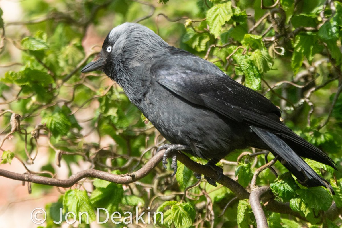 A very handsome jackdaw in my hazel tree today.