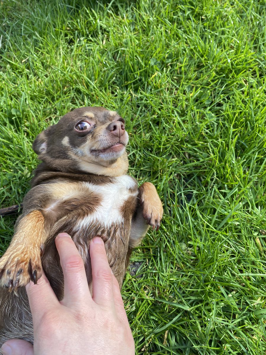 I met this chihuahua in the park called Cookie, almost impossible to photograph