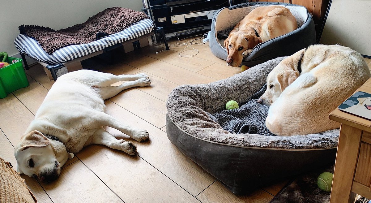 This play date isn't going to plan. Mum thought it would cheer me up having Wee Cuz and Foster Sister E to keep me company. The weather is cold and we can't be bothered to do anything 🥱