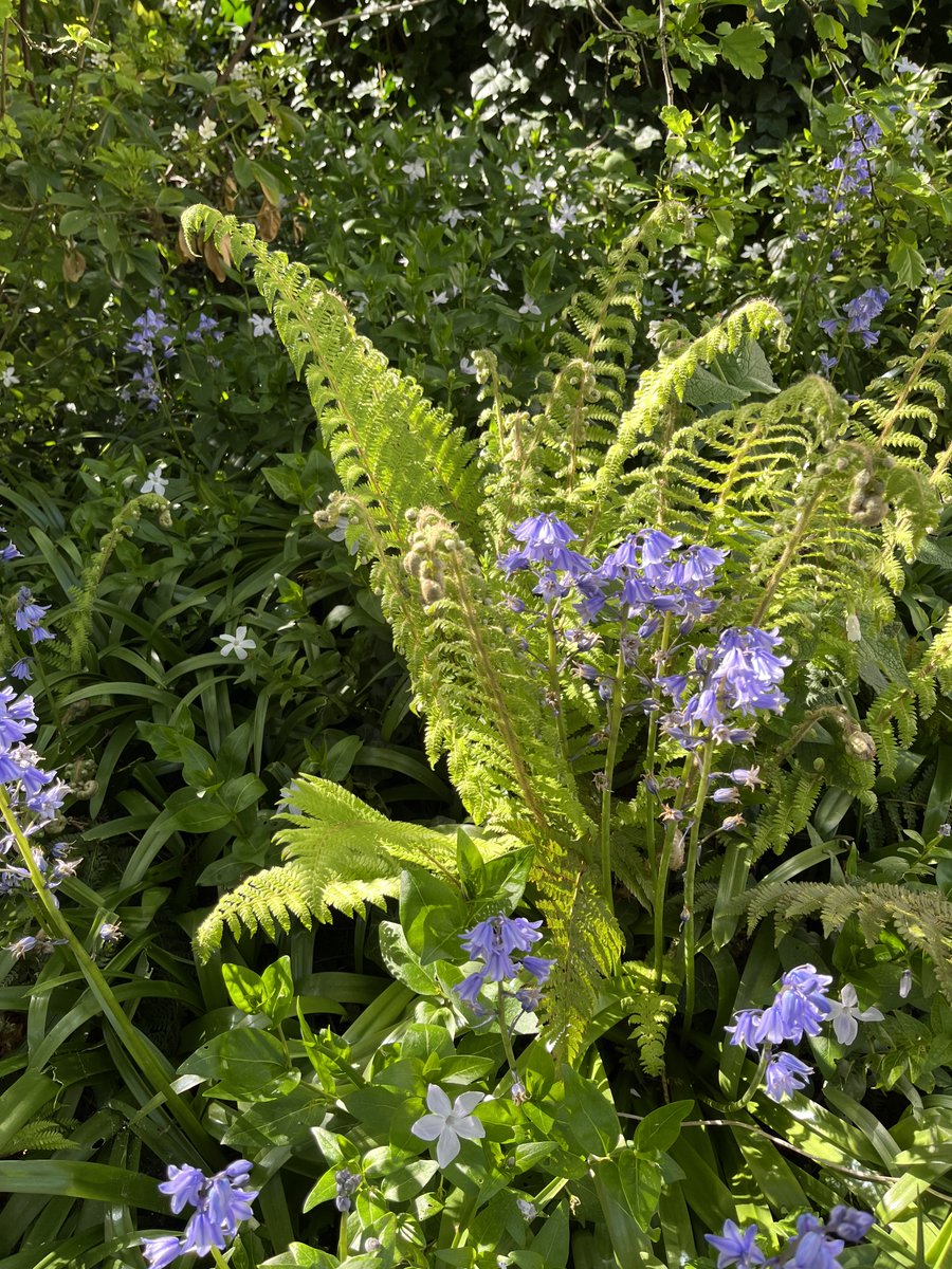 Happy #Beltane and #MayDay everybody, and on we go to #midsummernight 🌞🌞🌞