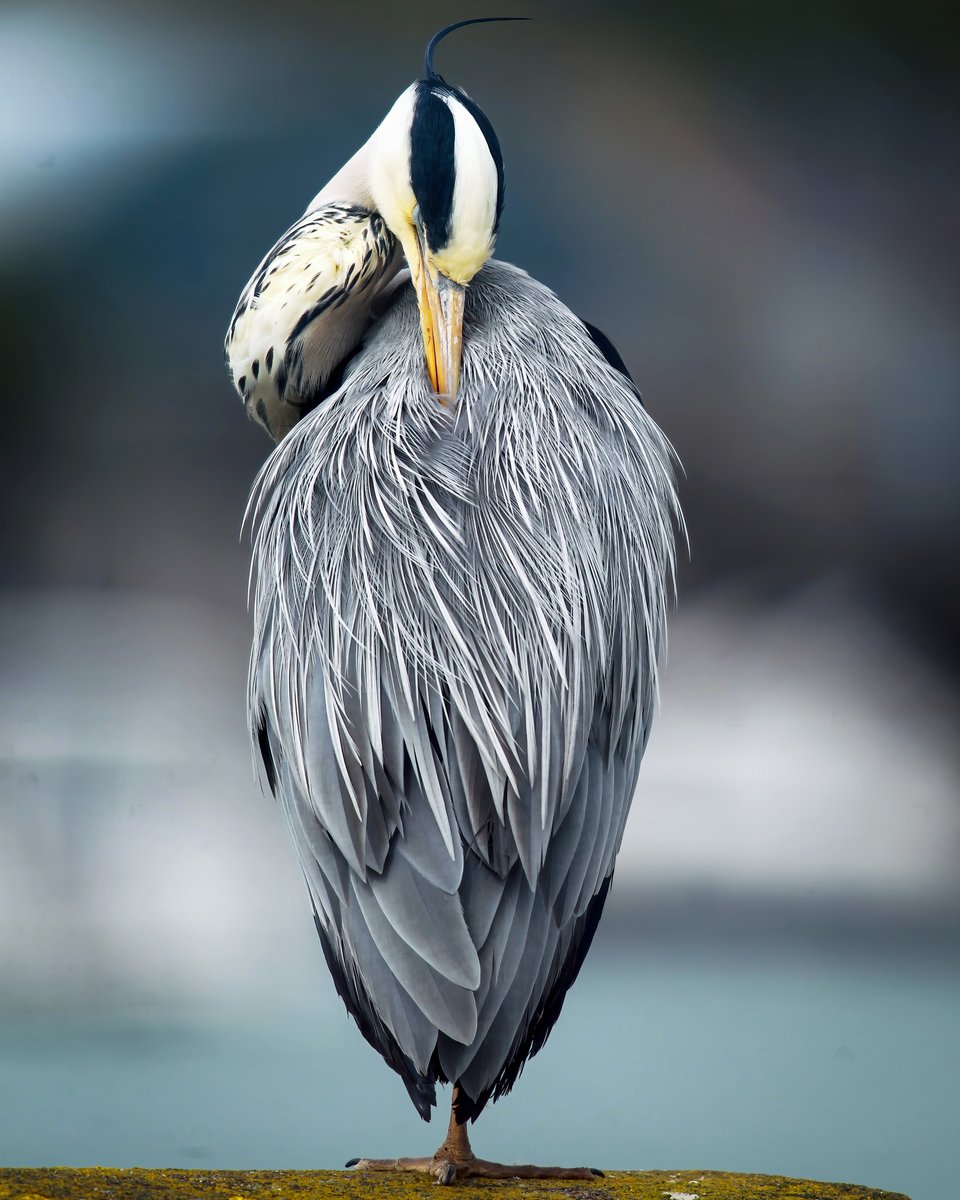 Listener Eddie Dee caught this amazing Image of a Grey Heron on the Quayside in Dungarvan drying its feathers, after getting caught in a rain shower.