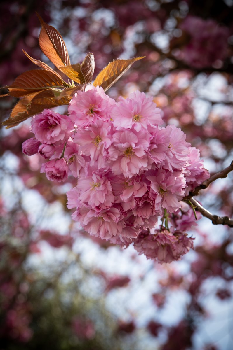 Last Cherry Tree Standing #Blackpool