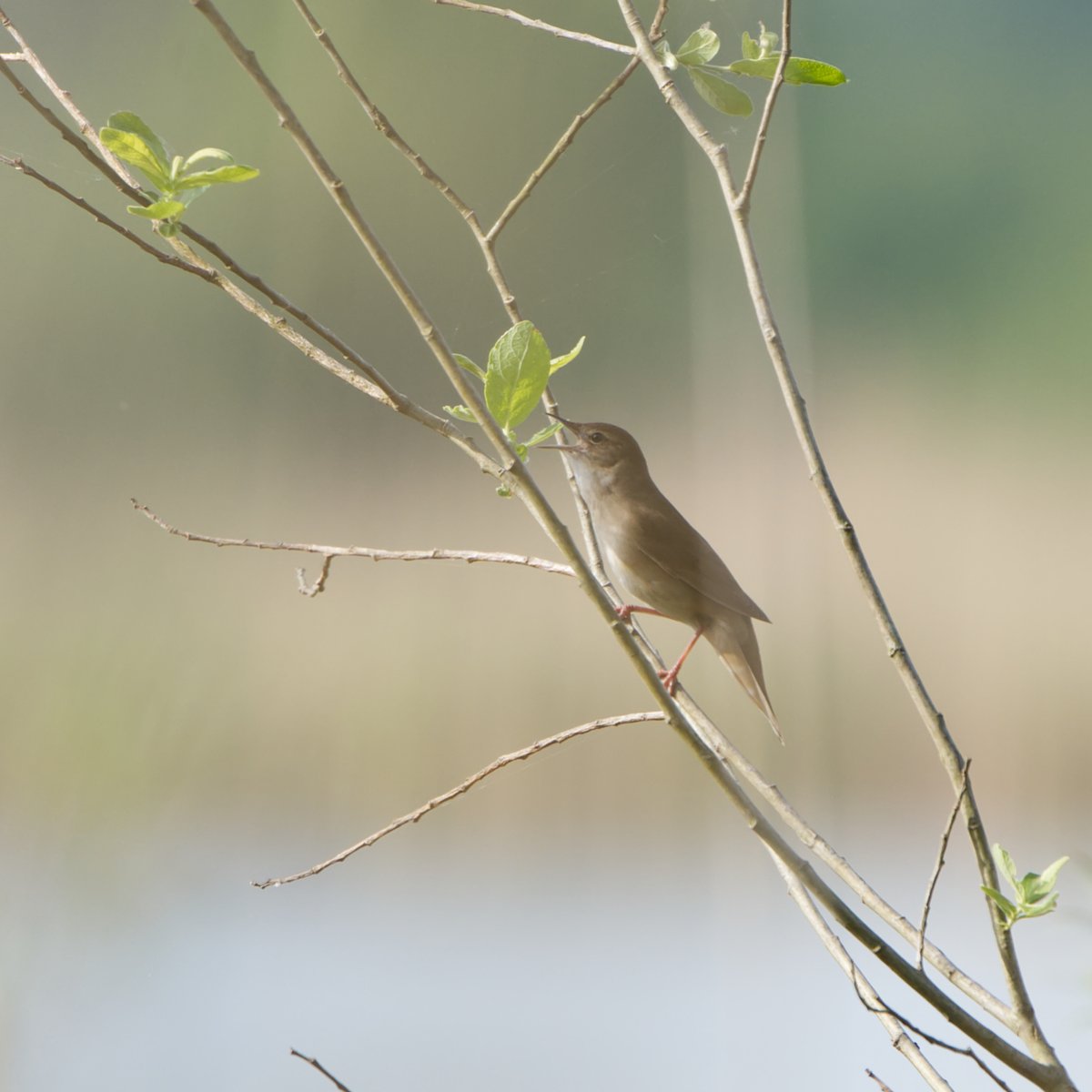 Von der heutigen Morgenrunde 🙂 Schönen #1Mai #NaturePhotography #TwitterNatureCommunity