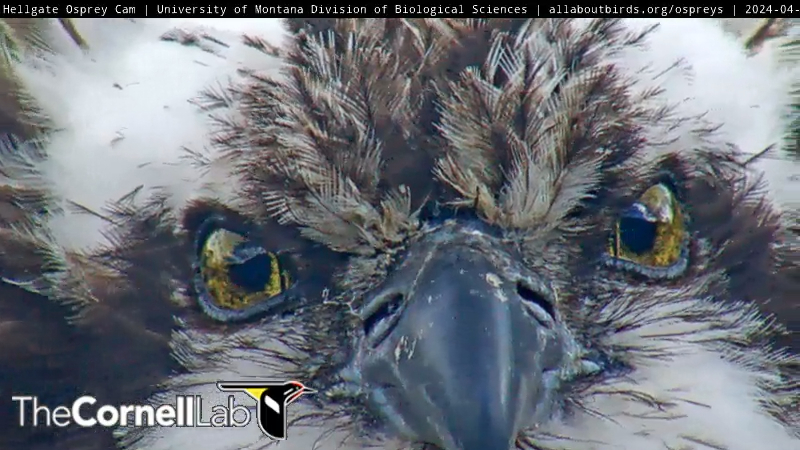 5/1 Good Morning, #CHOWS! Welcome to May, the month for eggs for Iris. 
The bonding between Iris & the New Guy is going well. They spend a lot of time together & Iris is giving non-stop instructions. 
What will today hold for our Queen & her new mate?
#BeAnIris
#HellgateOsprey