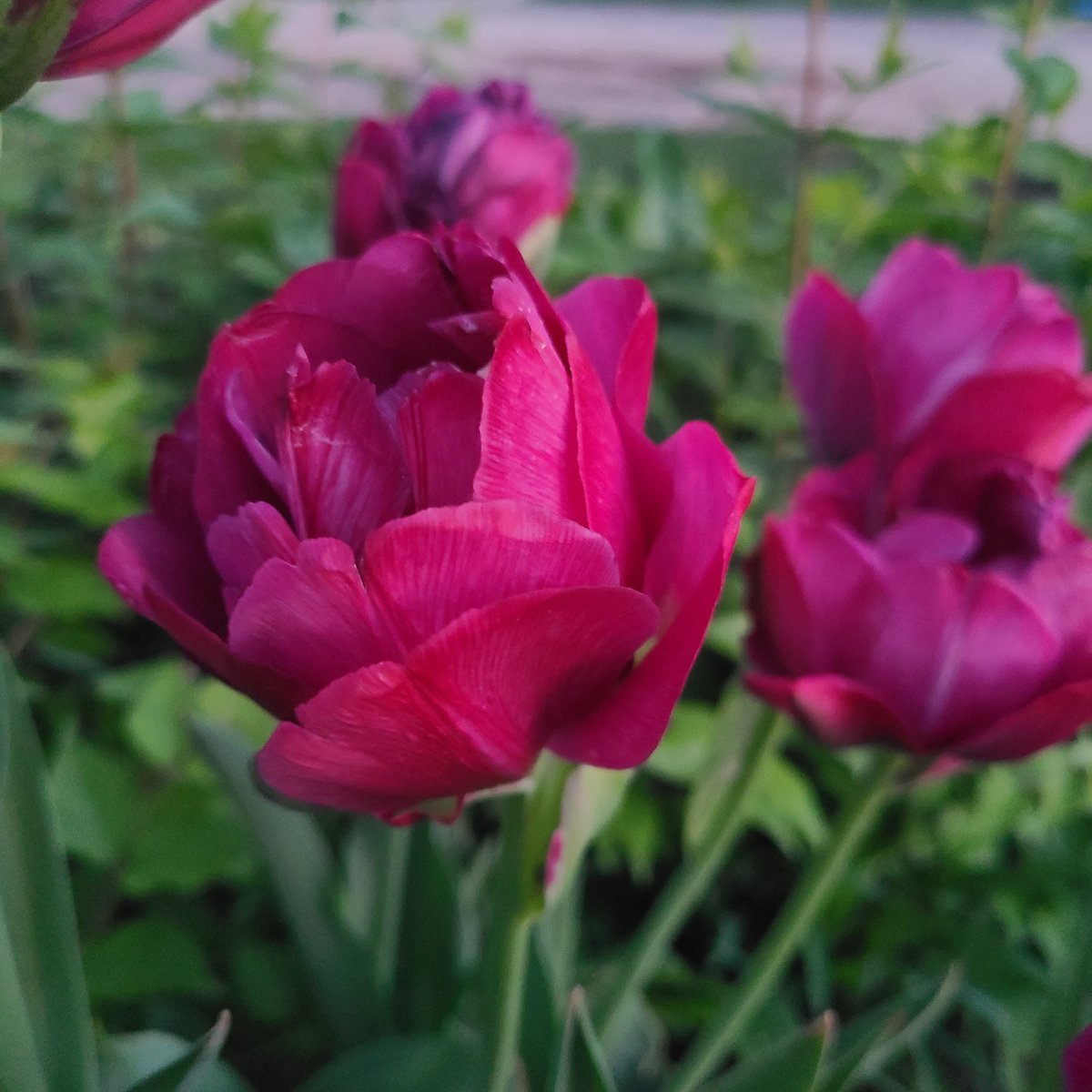 #HappyMayDay #Tulips 64F #MorningWalk #Dawn #Sunrise #BestTimeOfDay #WonderingWhileWalking #Photography #TakeAnotherShot #DontLoseFocus #DoItForYou #GetAfterIt #PhotoChallenge2024