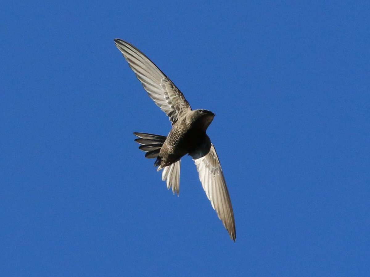 Please let us know if you spot any Swifts in Calderdale. If you do please: Count the number, note the location (address, grid reference or What3Words) & share your sighting countryside@calderdale.gov.uk Thank you for joining us in creating a wilder Calderdale.