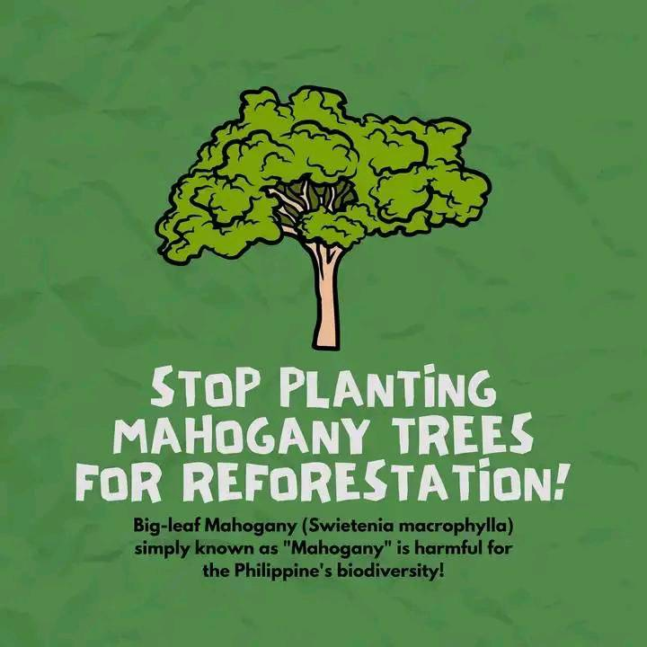 Mahogany isn't native to the Philippines, thus it disrupts the ecological balance and choke other plants. #Mahogany is invasive.
