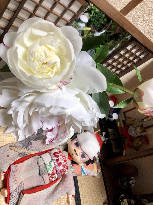 ケシの花とつるちゅの相性 芍薬も咲きました