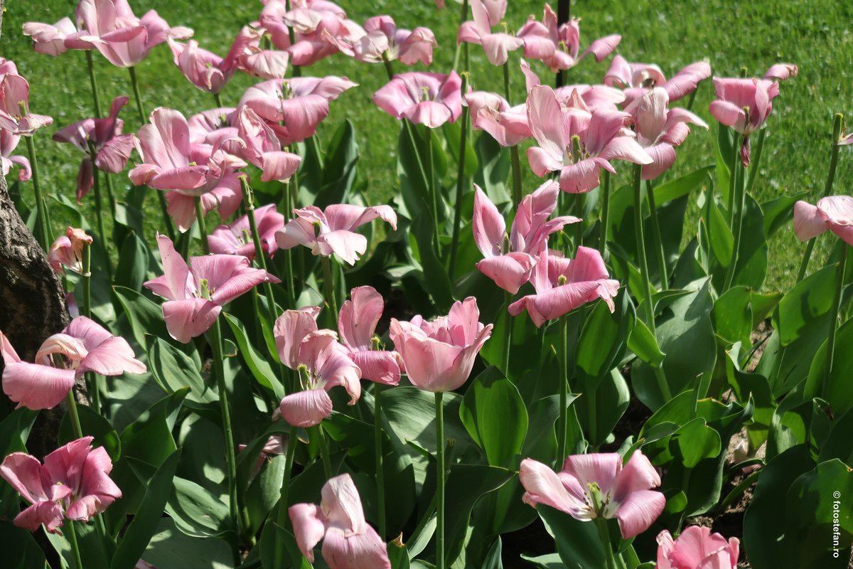 Tulipa Pitesti #flowers #tulips #naturecolors #plants #publicgarden #garden #discoverromania #flowerfestival