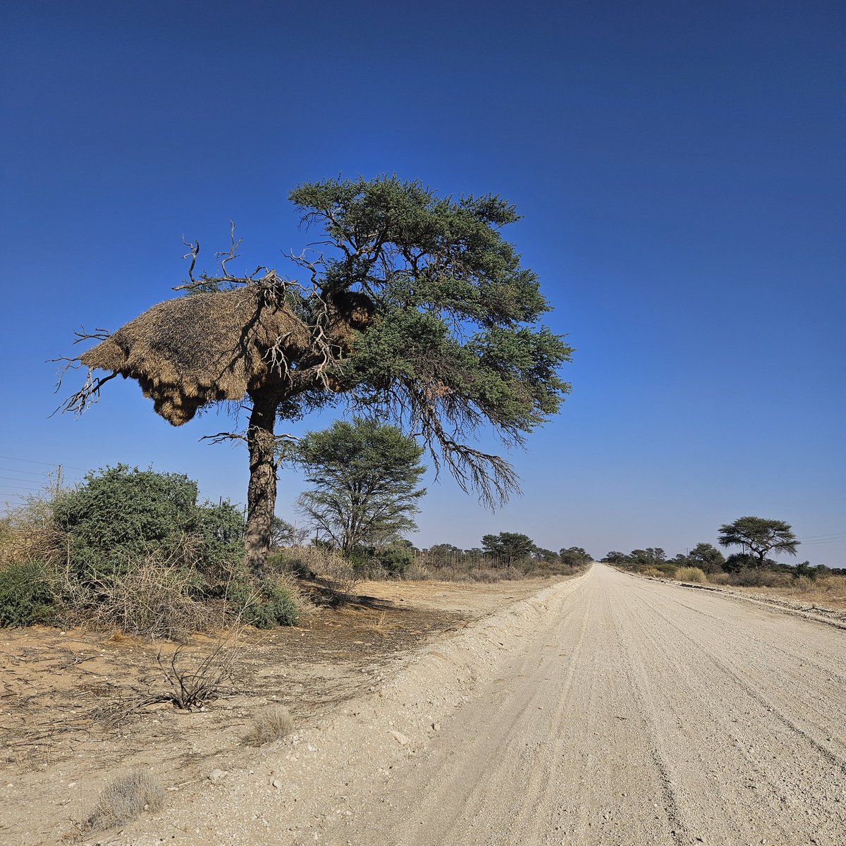 Kgalagadi   Ashkam