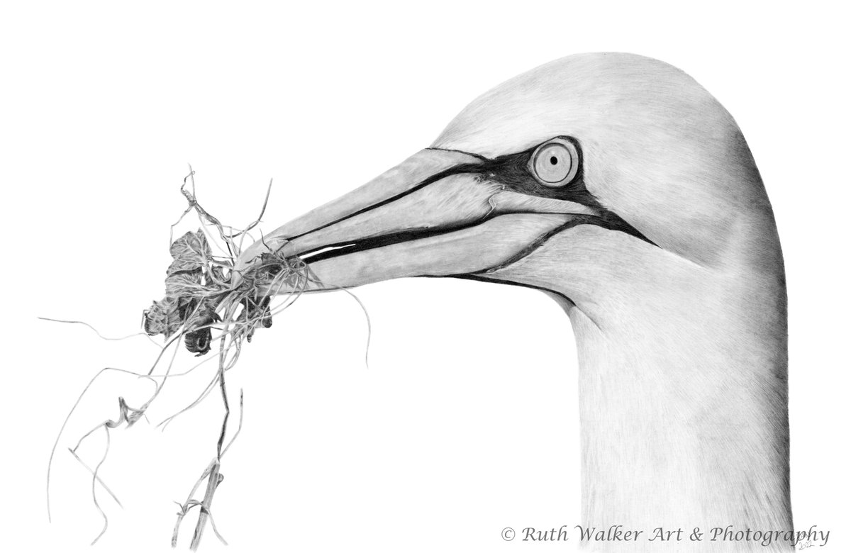 The Seabird Group (@theseabirdgroup) on Twitter photo <a href="/ruthwalkerap/">Ruth Walker Art & Photography 💙</a>: "I have been a bird ringer since 2008 and this has led me to some amazing places, including #seabird ringing expeditions to the Shiant Isles in Western Scotland." 🏝️ #SeabirdShowOff <a href="/ruthwalkerap/">Ruth Walker Art & Photography 💙</a>: "I have been a bird ringer since 2008 and this has led me to some amazing places, including #seabird ringing expeditions to the Shiant Isles in Western Scotland." 🏝️ #SeabirdShowOff