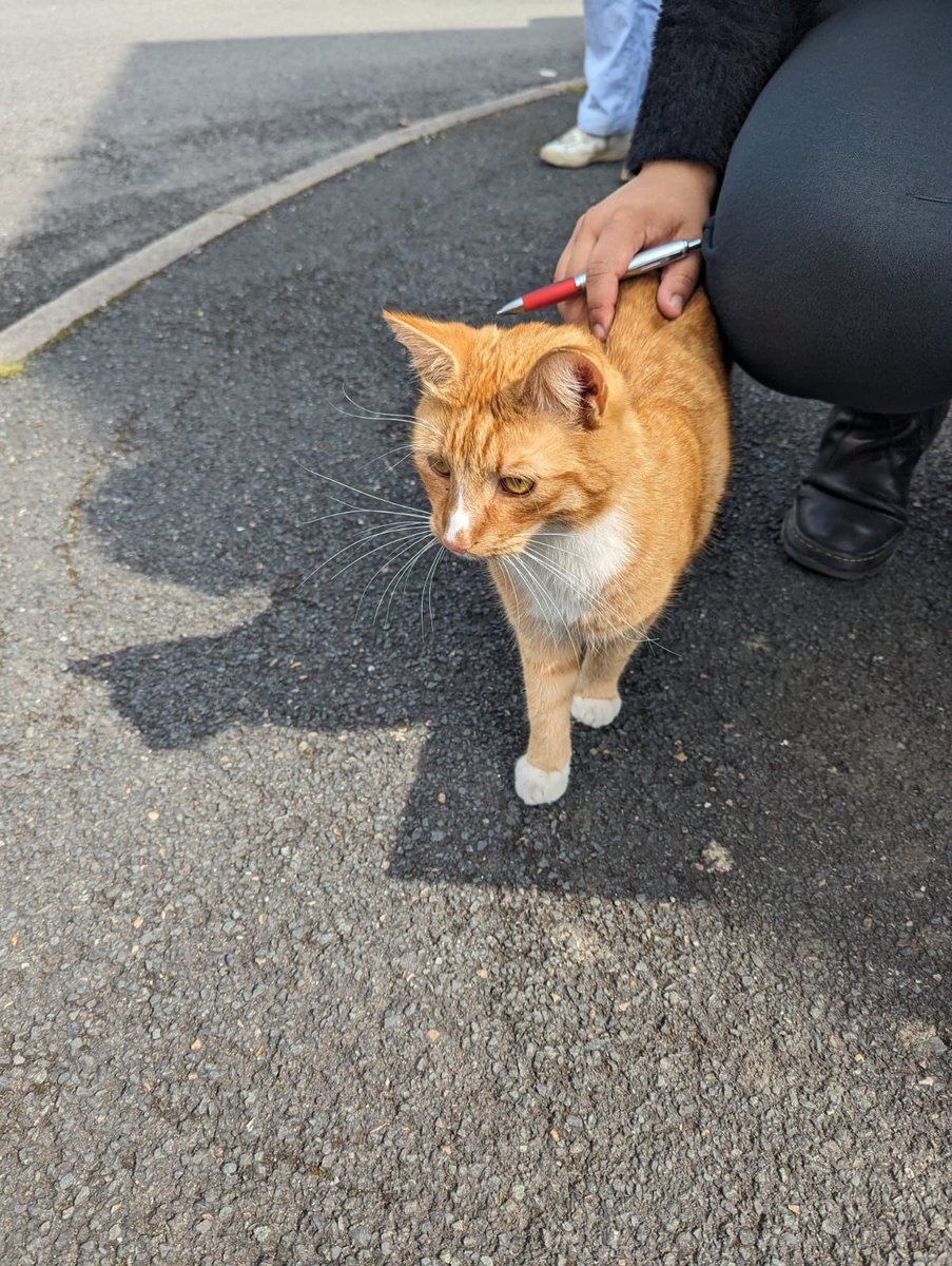 Happy polling day eve to all the #LabourDoorstep cats. 🐾