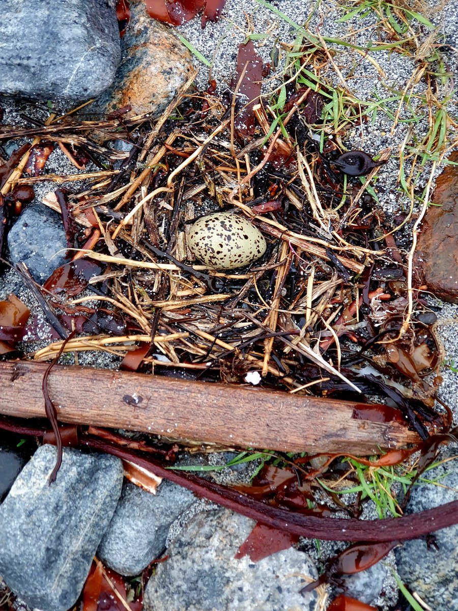 A beautiful oystercatcher nest - the first of the year 💚