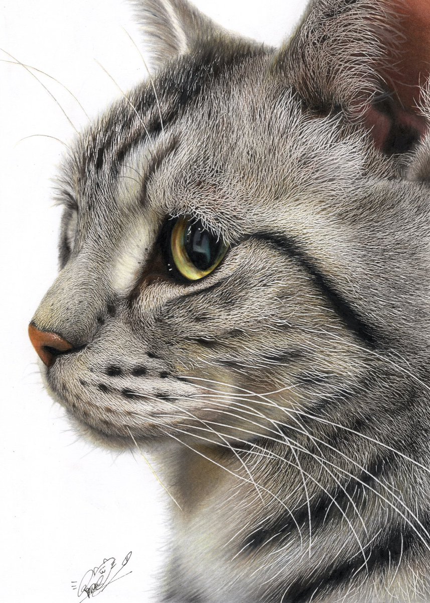 huwahuwa1_25's tweet photo. 色鉛筆で描いた猫ちゃん😙🐱 https://t.co/4nxYqV4fpK