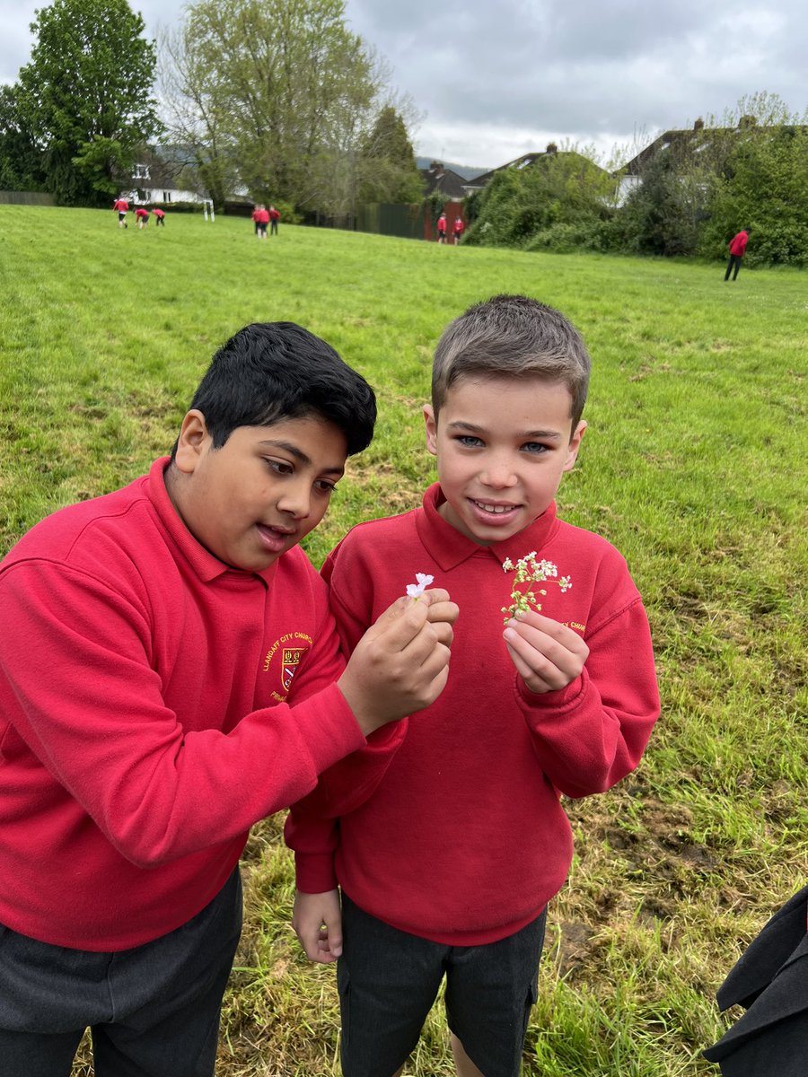 MrShortllandaff's tweet photo. 4MS thoroughly enjoyed our online seminar #nomowmay @llandaffcity and we went out to our school grounds to see what wild flowers we could see https://t.co/VzfJpWmuvb