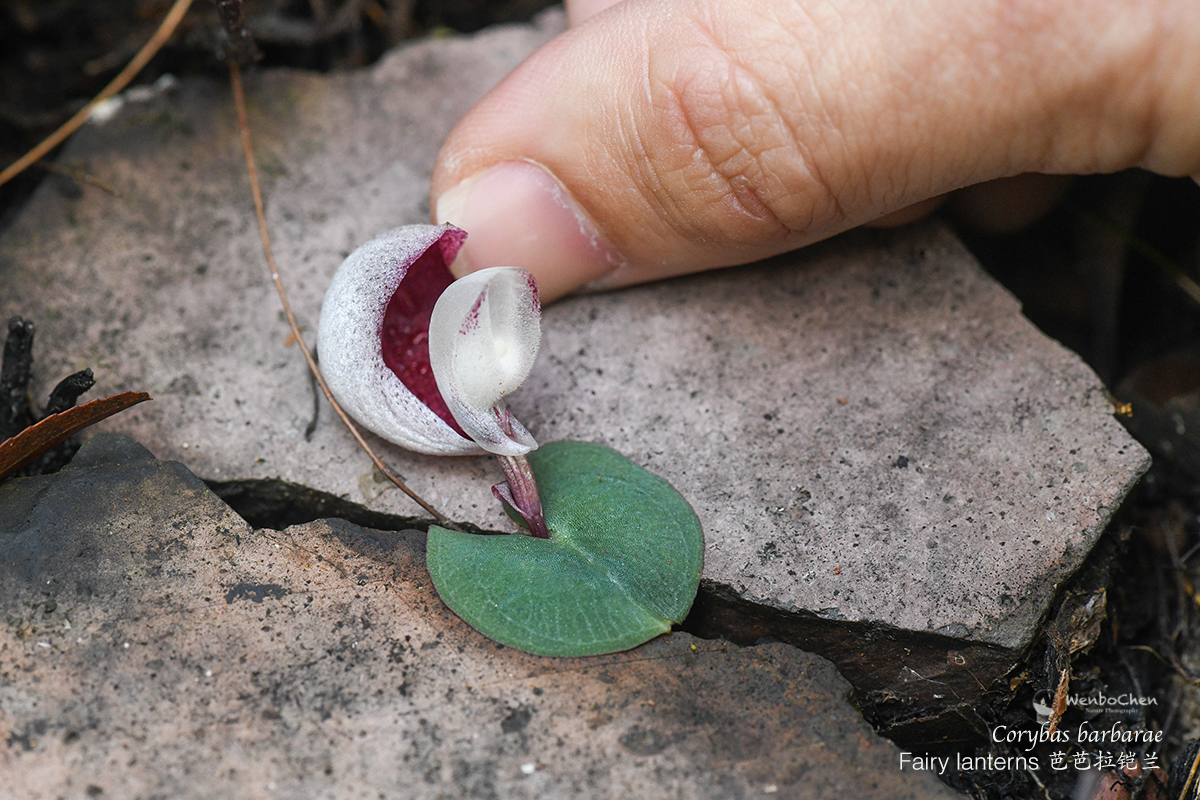 The fairy lantern (Corybas barbarae) is a small terrestrial orchid endemic to eastern QLD and NSW. Its hairy labellum is covered by a large, curved and inflated dorsal sepal. Fungus gnats are believed to be the pollinators. Little is known about its reproduction and dispersal.