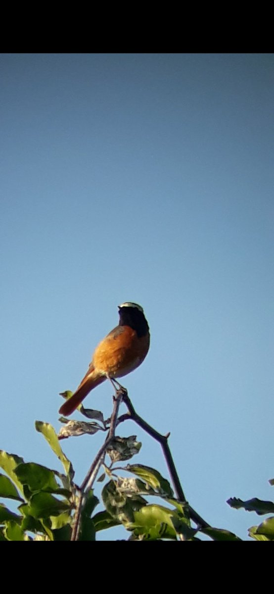 We'll be celebrating this Sundays International Dawn Chorus Day with a bird song walk at High Leas Farm, a wonderful regenerative farming project near Matlock. Home to Redstart, Tree Pipit, Garden Warbler and Cuckoo why not join us 👇 @DerbysWildlife naturalderbyshiretours.uk/spring-bird-so…