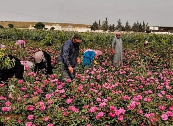 Harvesting roses in the countryside of northern Idlib. Beautiful is Syria 💖 📸 photography_surya_na97 #Syria
