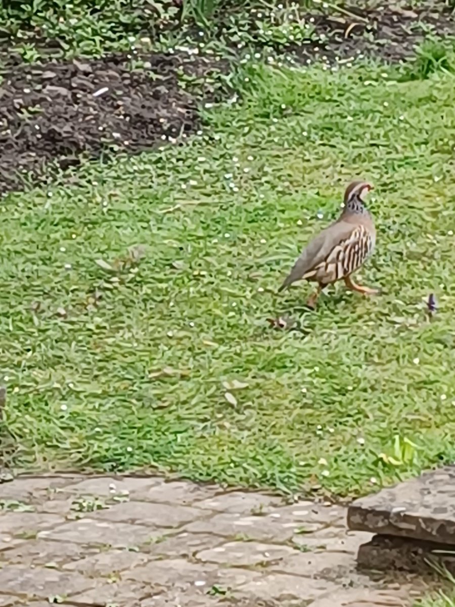 Dad spotted a partridge in the back garden today!