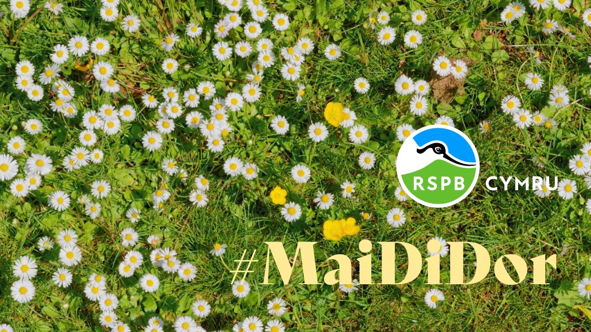 Heddiw yw Mai 1⃣ - #MaiDiDor! 🌼 Mae gadael i’n lawntiau dyfu am fis (neu fwy) yn annog pryfed a blodau gwyllt i gasglu a darparu ar gyfer peillwyr ac adar. 💚 Ewch amdani, hyd yn oed os oes gennych chi lawnt fach – gall wneud byd o wahaniaeth i natur ar garreg eich drws.