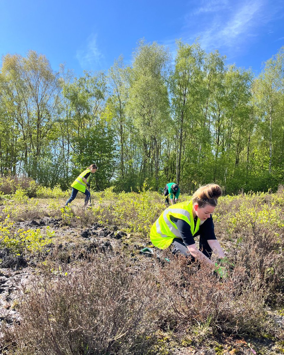 Yesterday, seven of the Forest Holidays team used their volunteer leave to carry out heathland management at Hicks Lodge in the National Forest 🌲 Thank you for your hard work everyone! 👏 @ForestryEngland @NatForestCo