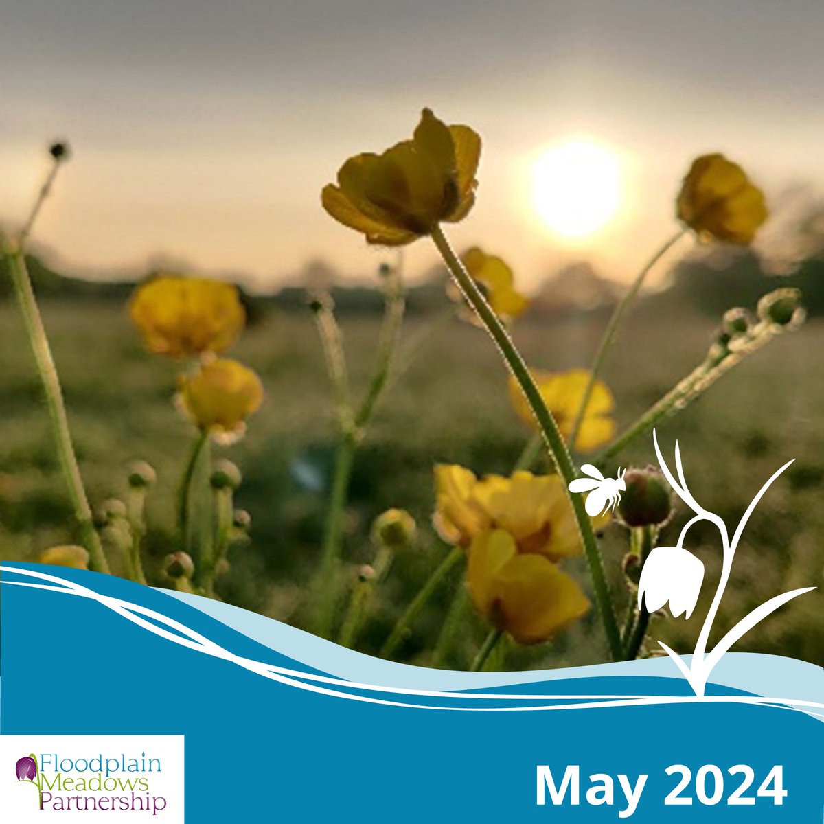 What’s happening in #FloodplainMeadows in May? Once the floods subside, plants will be growing thick and fast now for the spring flush. Golden buttercups and shaggy meadow foxtail flowers are in the mix. 🌱🌼 floodplainmeadows.org.uk/discover/learn…
