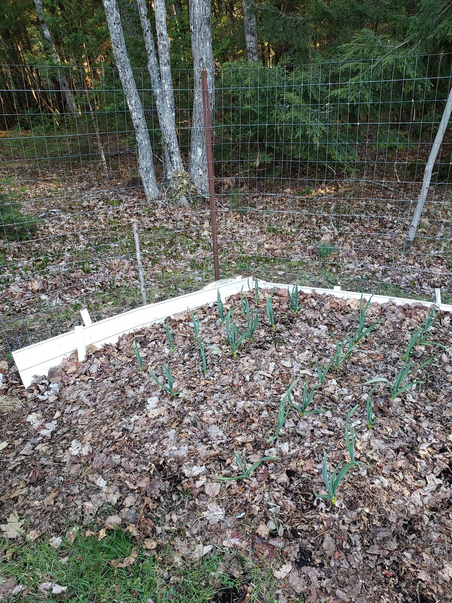 The garlic is thriving there in the leaves, enjoying their insulation as the frost season continues. The wonder of rebirth -- early shoots lifting in the snow, growing strong in the warmth of spring. Wishing you an amazing day, #WriterCommunity #writingcommunity.