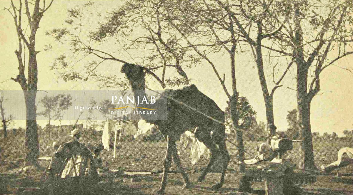 A #camel drawing water for the fields in #Punjab, c. early 1900s. Irrigation in Panjab commonly involved the utilization of a Persian wheel, a widespread method that was usually powered by draft animals like bulls or camels to facilitate the #irrigation process on the land.