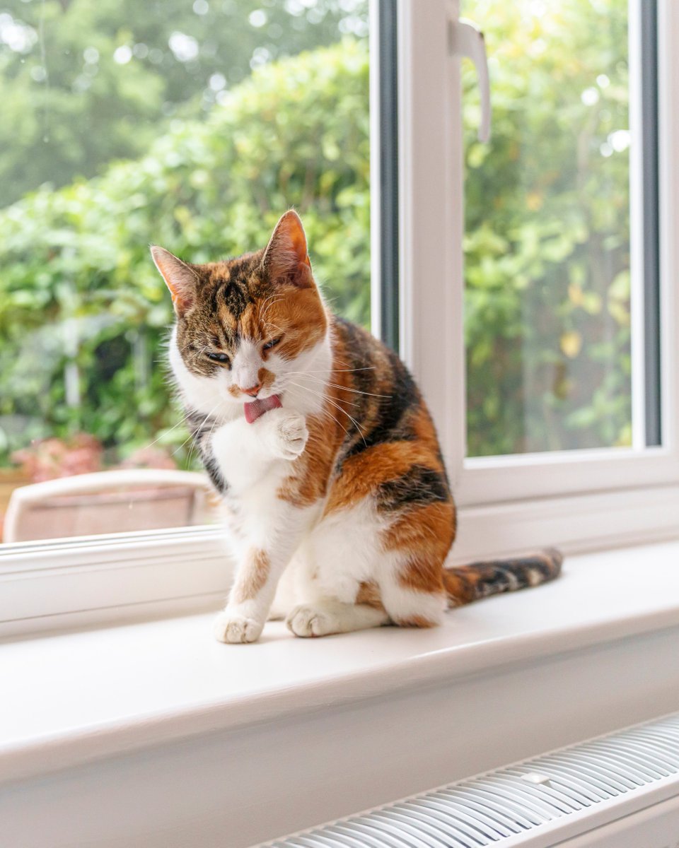 It’s #AllergyAwarenessWeek. Did you know it’s the protein in cat’s saliva that can cause allergy symptoms? Hay fever can also cause cat allergies to be worse. Find out about managing allergies to cats here: spr.ly/CatsAndAllergi… 🐈