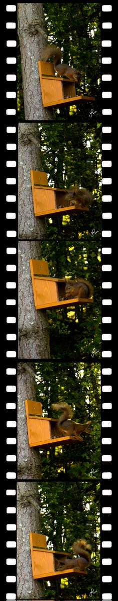 Beautiful morning in Cumbria and made even better with this character turning up👍🐿