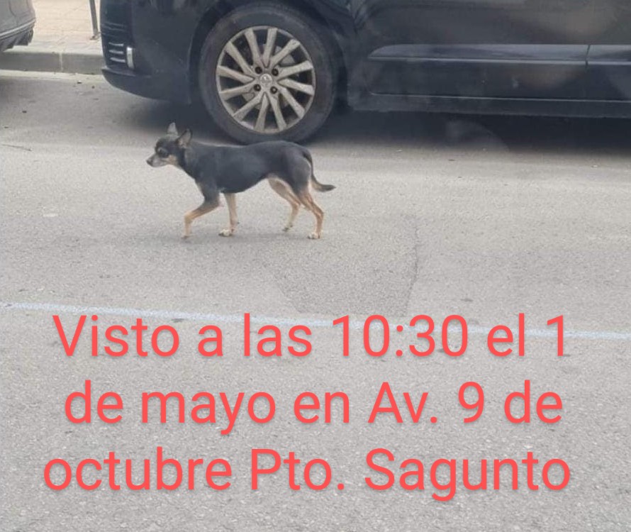 Perro perdido en Puerto de Sagunto, Avenida 9 de Octubre a las 10 y 30 horas, hoy día 1 de mayo 2024.
Por favor difusión para poder cogerlo y localizar al dueño.