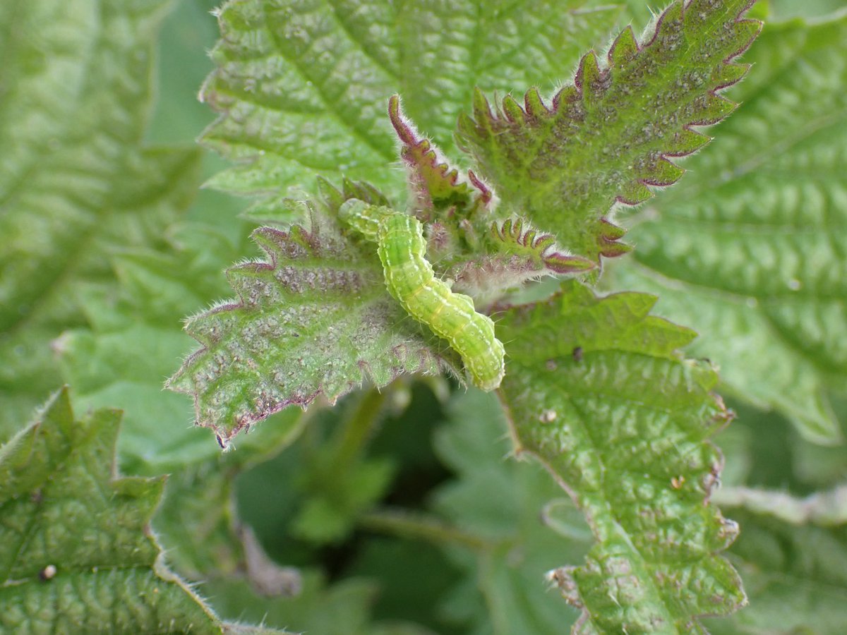 Caterpillar on Nettles. Possibly Angleshades Moth. #WildWebsWednesday