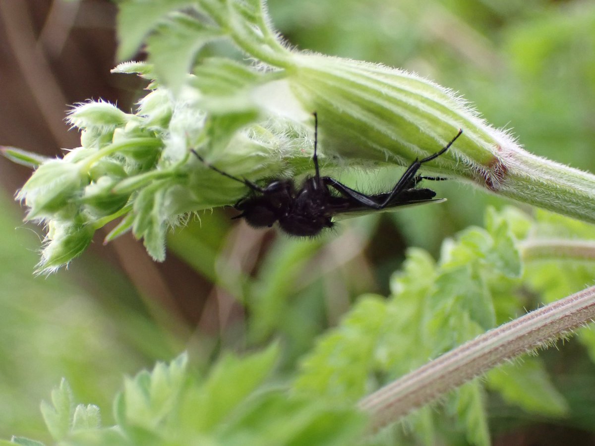 St Mark’s Fly sheltering under Cow Parsley #WildWebsWednesday
