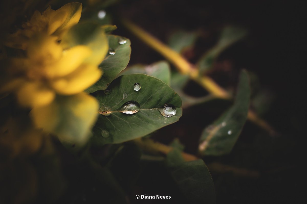 One more 😍 Hope you're having a lovely Wednesday! Hopeful for some thunderstorms later tonight! @MacroHour, @ThePhotoHour, @AP_Magazine, @CanonUKandIE #Wednesdayvibe #photograghy #photooftheday #NaturalBeauty