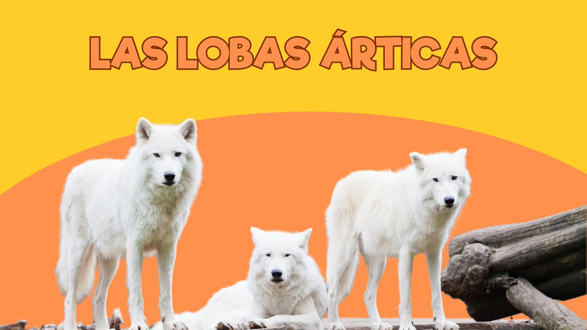 👨🏽 ¡Ay Oscar!

📹 ¡¡Aquí tenemos a nuestras Lobas Árticas!!

#ZoodeSantillana #SantillanadelMar #Cantabria #Zoo #VenalZoodeSantillana #ViviendoenunZoo #LobasÁrticas

youtu.be/ub4g1kwza5A