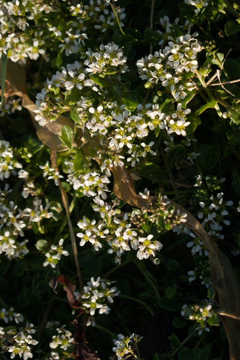 Does anyone know what this plant is? Growing near the shore and smells great.