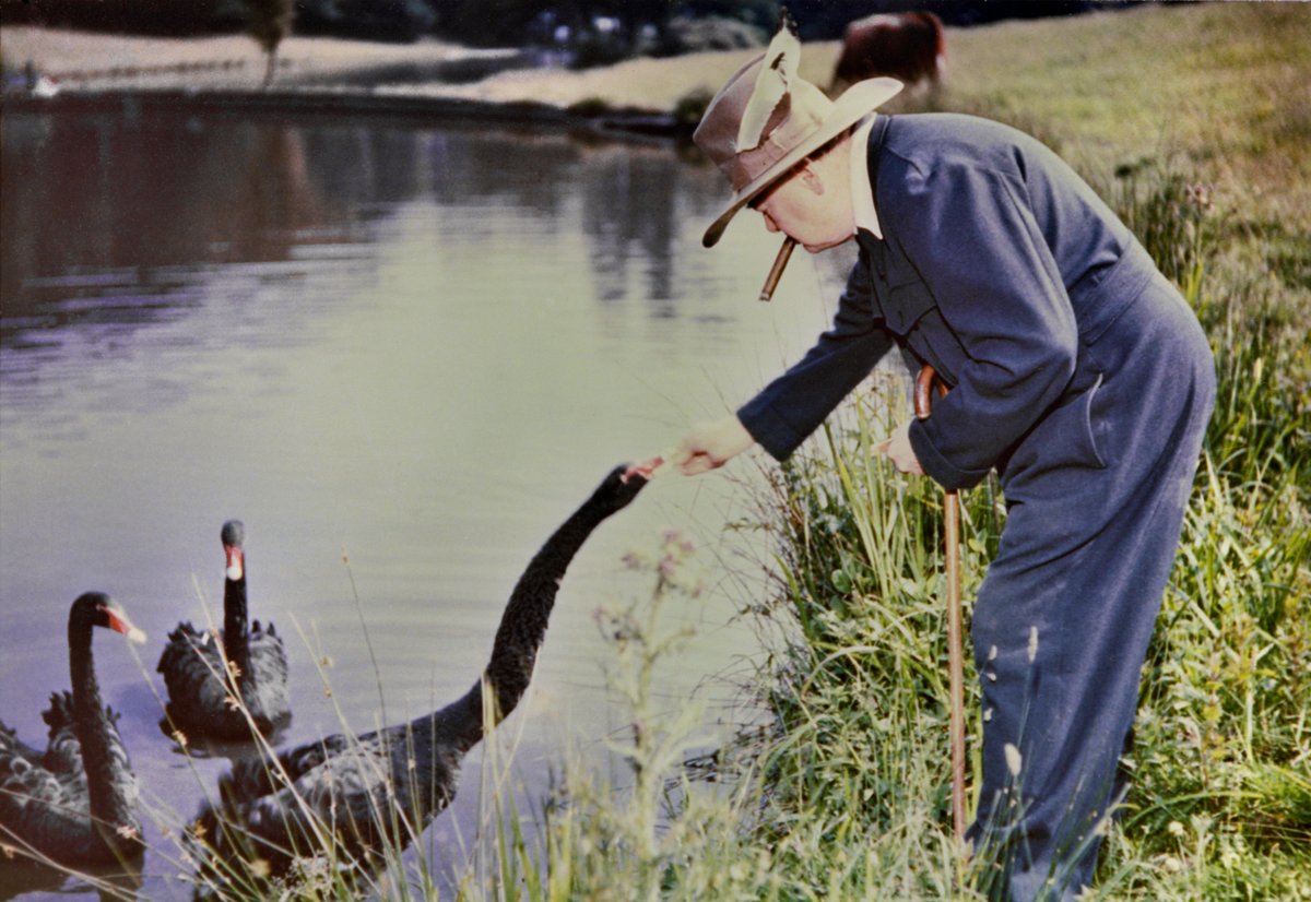 Winston Churchill feeding his beloved black swans at @ChartwellNT in 1950.